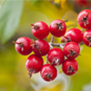 Hawthorn extract - Blutforde Composition